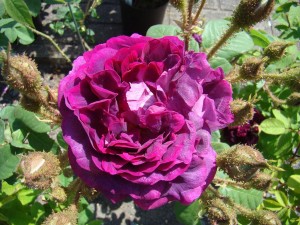 WILLIAM LOBB (shrub)